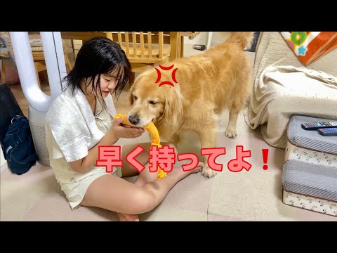 遊んでくれない姉に対して、拒否されても強引に渡そうとしてくる大型犬クッキー【ゴールデンレトリバーとミニチュアダックスフンド】