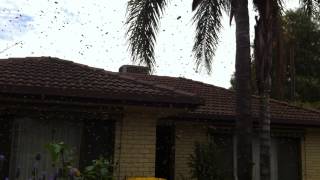 preview picture of video 'A European Honey Bee swarm in Gawler South Australia'