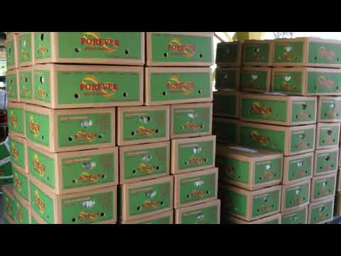 Avante Foods