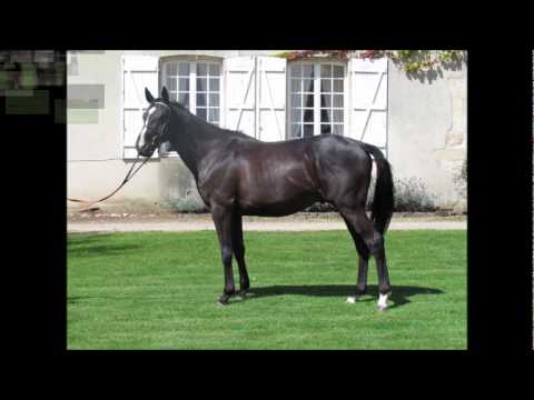 TRUE WINGS - Wathba Stud Farm 2011.wmv