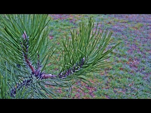 Samoléčení: tři jednoduché kroky