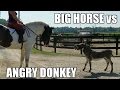Angry Donkey Vs BIG Horse