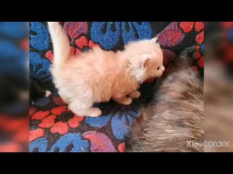 Надёжные лекарственные препараты. Без "побочки". Мои кошки и собаки.