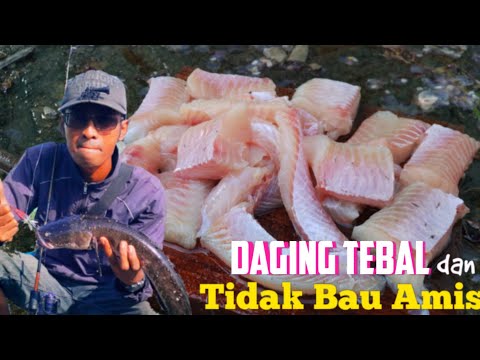 UNIK - Cara Menguliti Ikan Gabus/Haruan