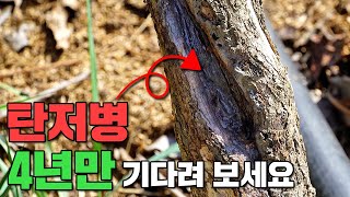 탄저병에 걸린 나무는 어떻게 해결할까요?ㅣ 탄저병, 동해 ㅣ 치료법