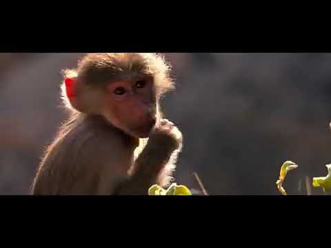 الفيديو الترويجي