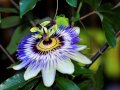Purple Flowers (+).wmv