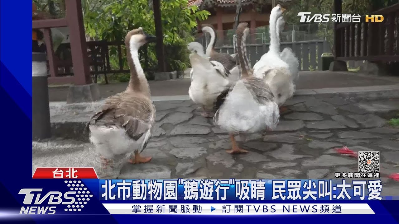 北市動物園「鵝遊行」吸睛 民眾尖叫:太可愛