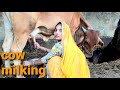 Cow Milk Pretty Girl Cow Milking Village Life Vlog Cow Milking Beautiful Girl