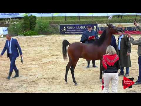 N.116 MANSOUR AL KHOR - Bergamo 2017 - Yearling Colts (Class 2B)