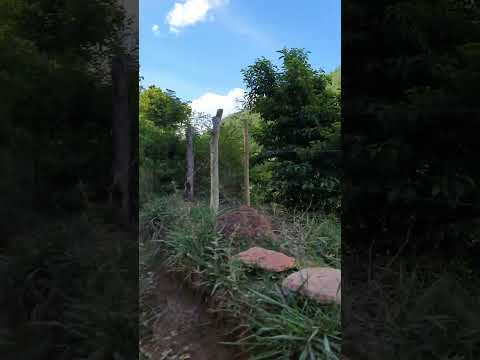 CAMINHO DA ROÇA | ANTIGA FAZENDA , HOJE SO LEMBRANÇA , MUNICÍPIO DE FREI LAGONEGRO MG