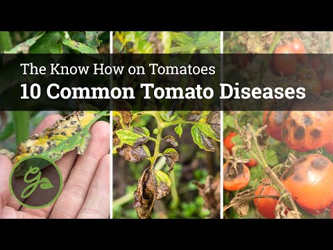 , title : '10 Common Tomato Diseases