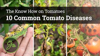 10 Common Tomato Diseases