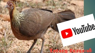 Download lagu suara pikat ayam hutan betina suara slow Sulawesi mp3