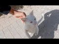 The Friendly White Cat Gets Angry When The Tuxedo Cat Approaches Us