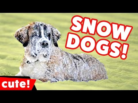 Funniest Dogs Playing In Snow Videos Weekly Compilation 2016 | Kyoot Animals