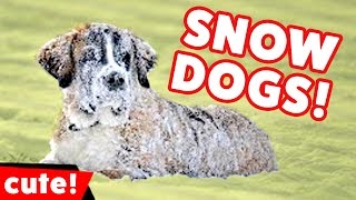 animales  fases de perro en la nieve