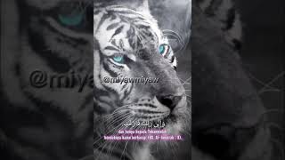 Download lagu story wa macan putih. janganlah berharap kepadaku mp3 Download lagu story wa macan putih. janganlah berharap kepadaku mp3
