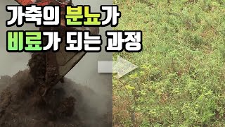 소똥을 섞고 또 섞으면 비료가 된다?  / YTN 사이언스