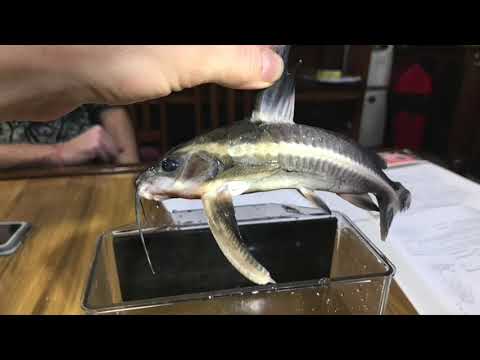 Platydoras: Raphael Catfish