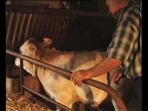 Mólzer las vacas a la man