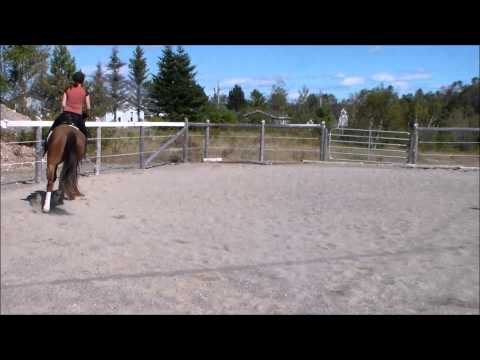 Boundless 2010 Hanoverian by Belissimo M x Autocrat