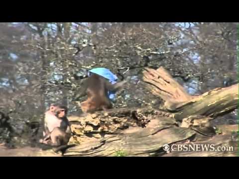 download lagu mp3 mp4 Mercedes Monkey, download lagu Mercedes Monkey gratis, unduh video klip Mercedes Monkey