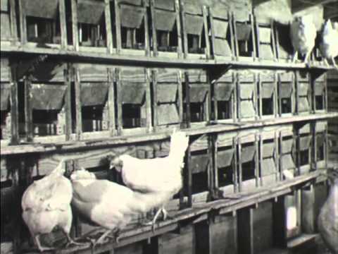Eggs (1946)