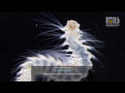 2019 Nikon Small World in Motion Photomicrography Winners