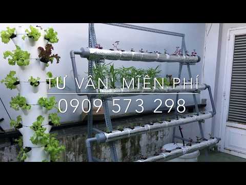 download lagu mp3 mp4 Trng Rau Mm, download lagu Trng Rau Mm gratis, unduh video klip Trng Rau Mm