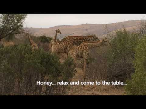 Wild Animals in South Africa