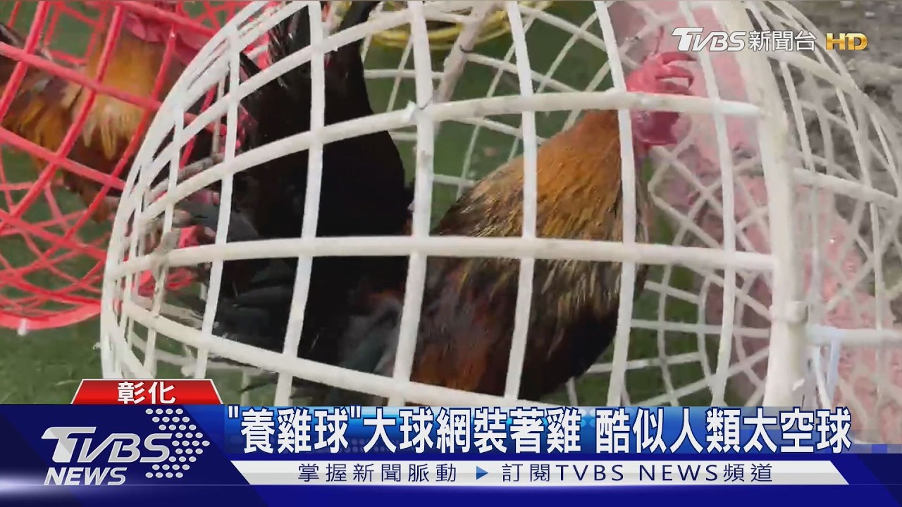 彰化開心農場「養雞球」爆紅!雞像玩太空球 防貓狗還能止雞啼