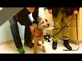 After This Blind Dog Got Surgery To See Again, His Adorable Reaction Touched 14 Million Hearts