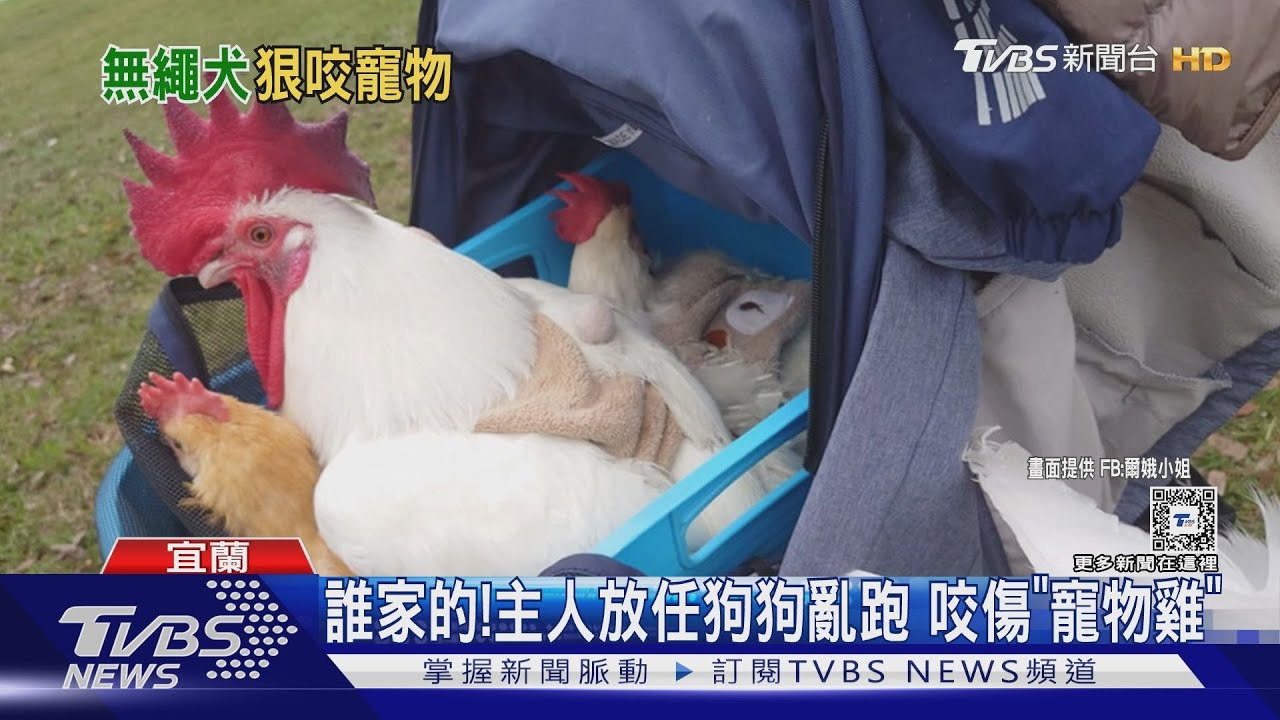 誰家的!主人放任狗狗亂跑 咬傷「寵物雞」