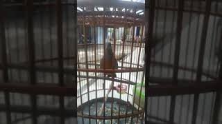 Download lagu MENGGODA PUNAI GACOR FULL BIRAHI #gacor #beautiful #birds #burungkicau mp3