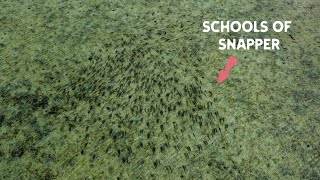 We Found The Mother Lode! The Most Snapper I Have Ever Seen