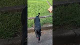 Video preview image #1 Labrador Retriever-Staffordshire Bull Terrier Mix Puppy For Sale in Holly Springs, NC, USA