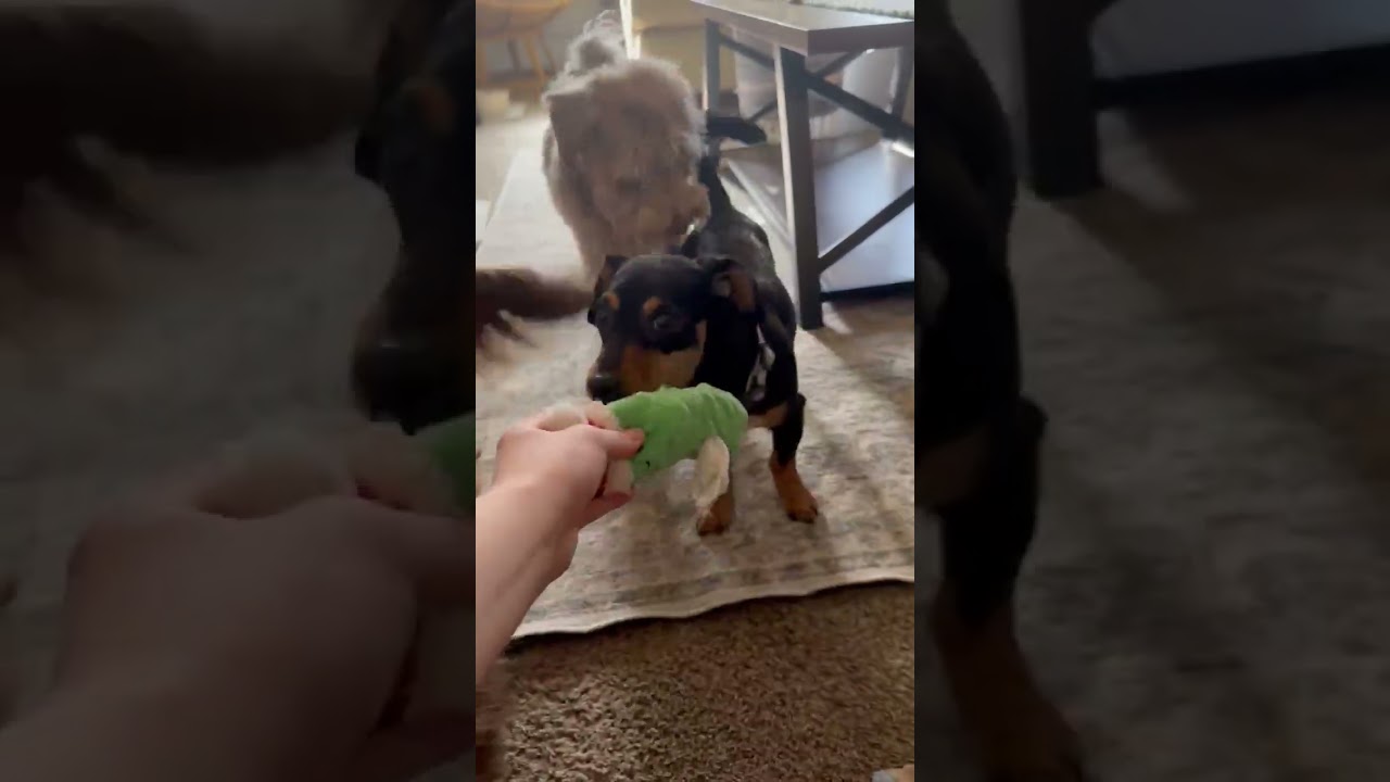 Enlarge Ruby, a ADOPTABLE mixed breed in Boulder, CO video 2/6