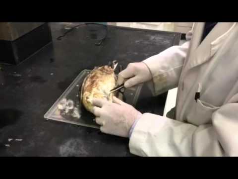 Plucking duck feathers