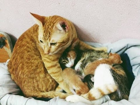 Father Cat Supports Mom Cat Giving Birth, Wins ... - YouTube