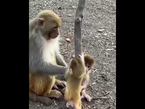 #ASMRMongkey #CuteDanjoomonkey  #Monkeyeating #FunnyMonkey #DanceMonkey / #monkey  Ept212  #shorts