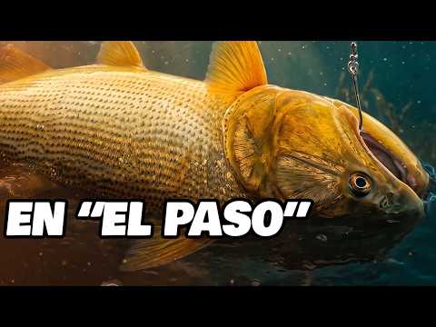 😱 ¿HAMBRE o agresión? Lo que vimos entre los DORADOS