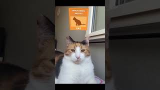 Memes Compilado 🤪