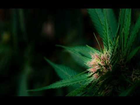 PACO - Jah Road (riddim).wmv