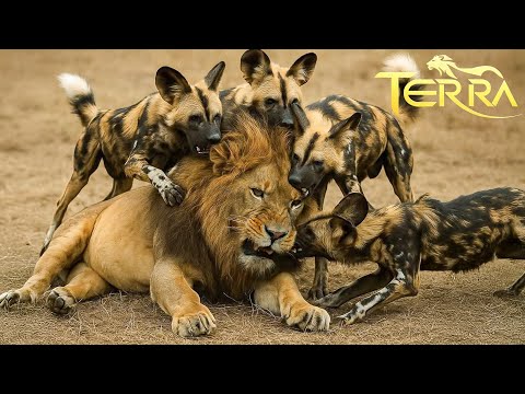 África Salvaje: El Dominio Mortal de los Depredadores Implacables | Animales Salvajes