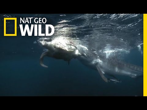 Watch a Tiger Shark Make a Meal of a Turtle | Nat Geo Wild