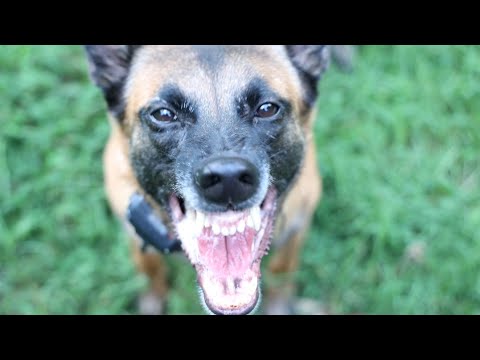 Attempting to groom a Belgian Malanois