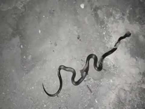 HAVILA MBANDE NYOKA WA KICHAWI AKAMATWA KANISANI KWA NABII NURU