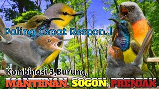 Download lagu SUARA PIKAT PALING CEPAT RESPON. MANTENAN. SOGON. PRENJAK.. mp3
