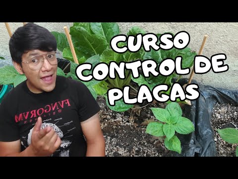 Las mejores plantas para espacios pequeños